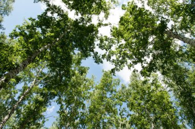 Orman yaz görünümünde aşağıdan gökyüzüne huş ağacı