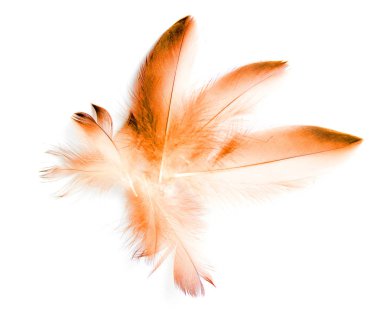 Beyaz arkaplanda kuş tüyü