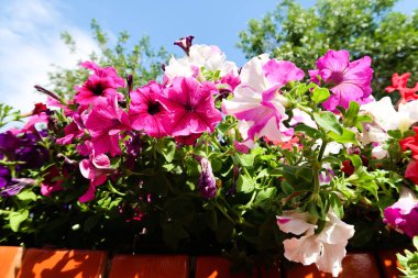 Petunya çiçek, gökyüzü manzara doğa