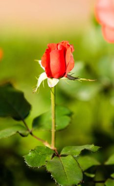 Manzara Doğa bitkiler çiçek gül