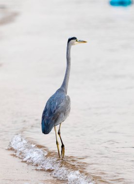Büyük Egret (ardea alba)