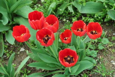 Lale bahar peyzaj alanı