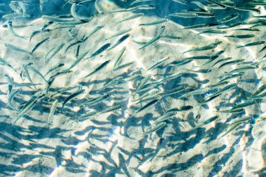 sığ deniz balığı, üstten görünüm