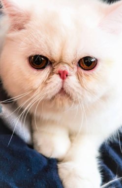 kedi eve yakın çekim portre