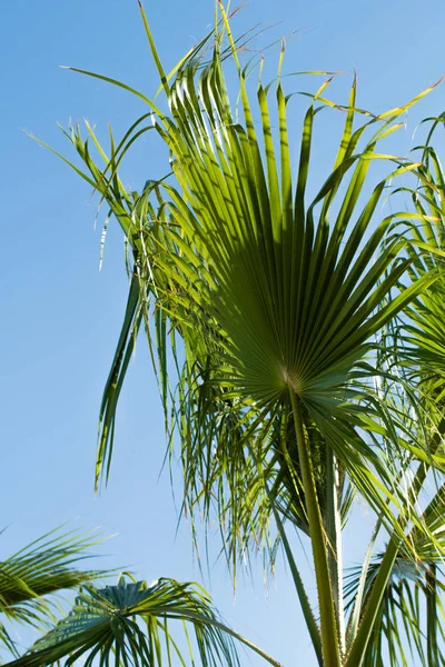 yeşil palmiye ağacı gökyüzü manzara