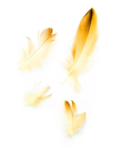 Bird Feather White Background — Stock Photo, Image