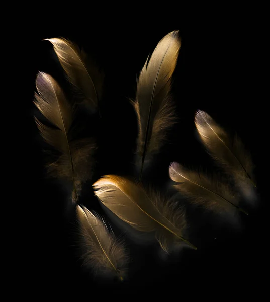 Φτερό Πουλιού Μαύρο Φόντο — Φωτογραφία Αρχείου