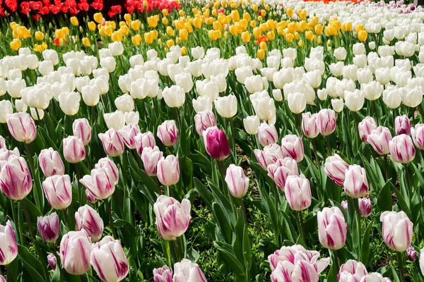 Lale bahar peyzaj alanı