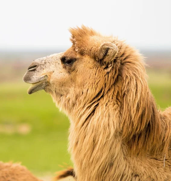Retrato Resorte Camello — Foto de Stock