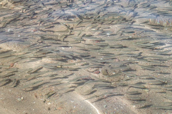 shallow sea fish, top view