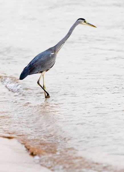 Great Egret Ardea Alba — Stock Photo, Image