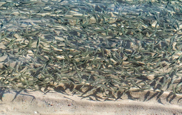 sığ deniz balığı, üstten görünüm