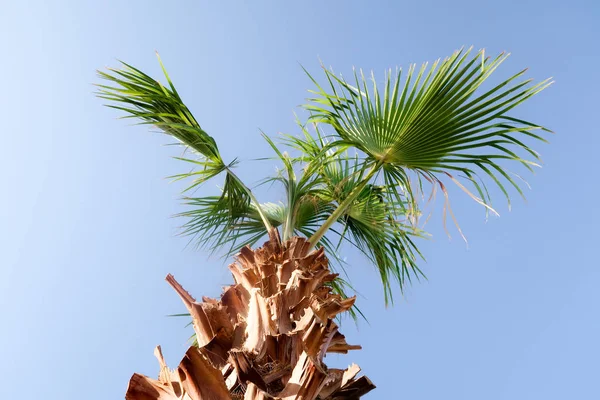 Palmboom Tegen Hemel Landschap — Stockfoto