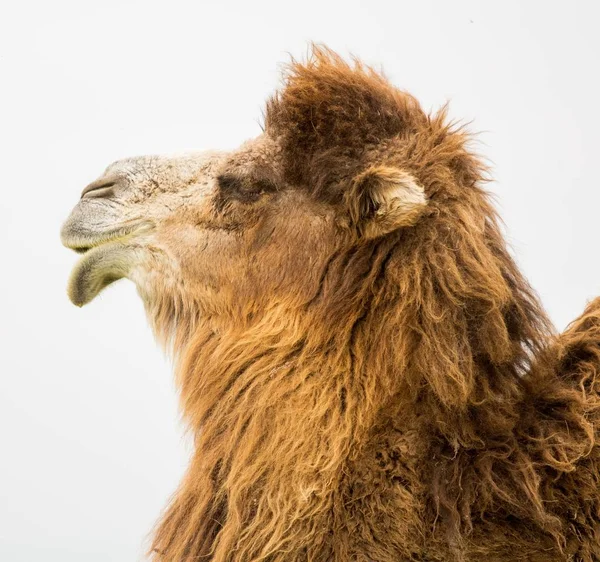 bir deve bahar portresi