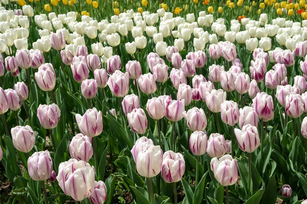 Lale bahar peyzaj alanı