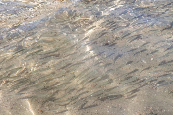 sığ deniz balığı, üstten görünüm