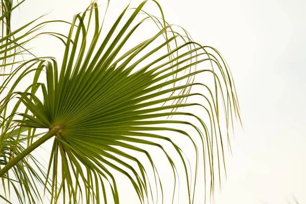 Palm Tree Mot Himlen Landskap — Stockfoto