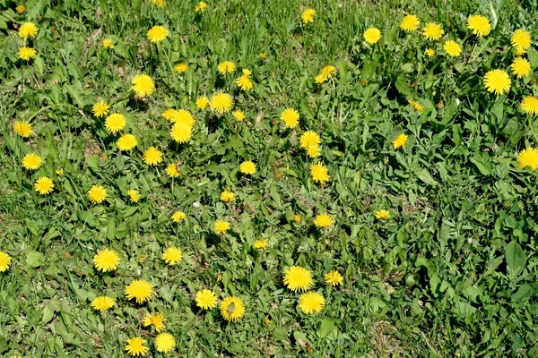 春天的风景 绿色的田野与黄色的蒲公英花 — 图库照片