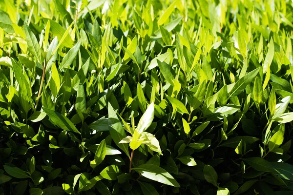 küçük yaprakları ile parlak yeşil çit