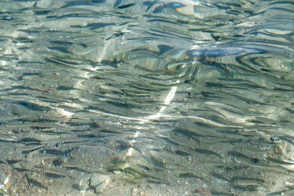 Ikan Laut Dangkal Tampilan Atas — Stok Foto