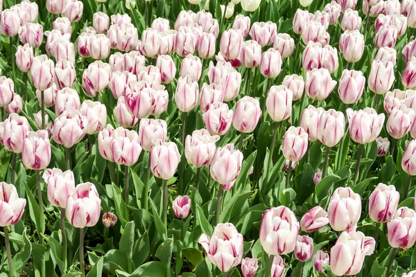 Campo Com Tulipas Primavera Paisagem — Fotografia de Stock