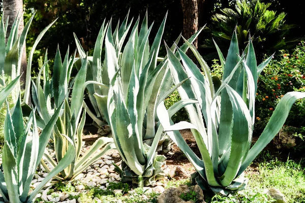 yeşil kaktüs yüksek doğa