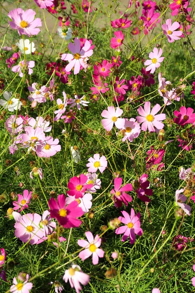 Cosmos Flores Paisaje Sobre Fondo — Foto de Stock