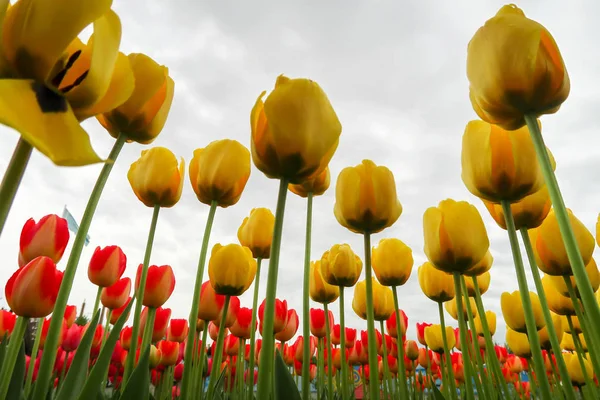 Blick Von Unten Den Himmel Eine Frühlingstulpenblume — Stockfoto