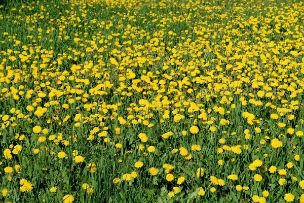 Bahar manzara, yeşil alan sarı çiçekli karahindiba