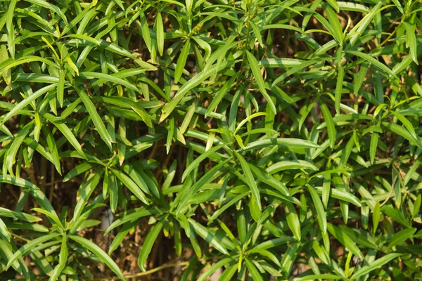 Küçük Yaprakları Ile Parlak Yeşil Çit — Stok fotoğraf