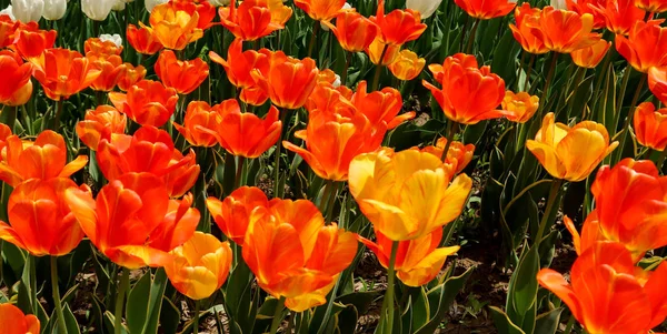 Lale bahar peyzaj alanı