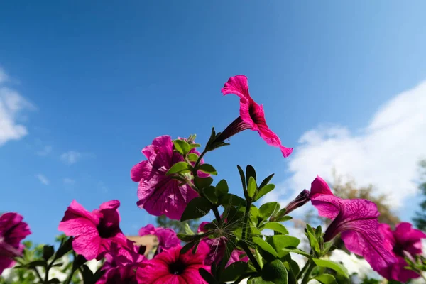 Petunia Flores Cielo Paisaje Naturaleza —  Fotos de Stock