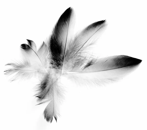 Plume Oiseau Sur Fond Blanc — Photo