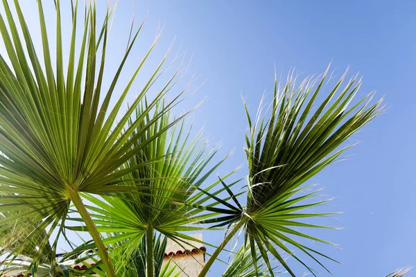 palmiye ağacı gökyüzü manzara