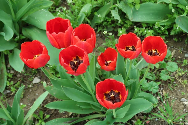 Lale bahar peyzaj alanı