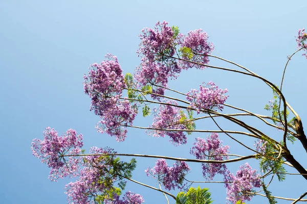 Fiori Lilla Contro Cielo — Foto Stock