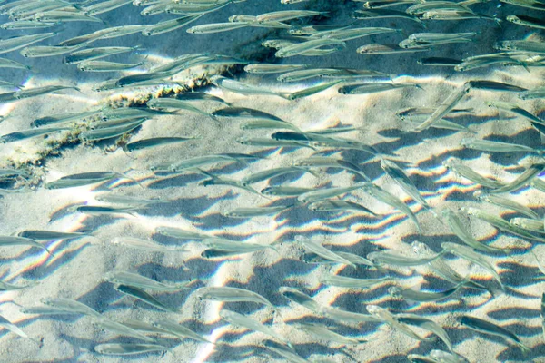 sığ deniz balığı, üstten görünüm