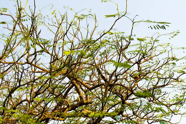 akasya yaprakları mavi gökyüzü