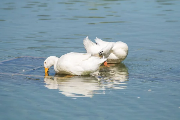 Witte Eenden Een Vijver Zomer — Stockfoto