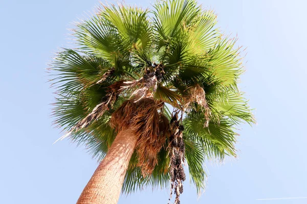 palmiye ağacı gökyüzü manzara