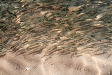 bir sürü küçük balık denizde yüzmek