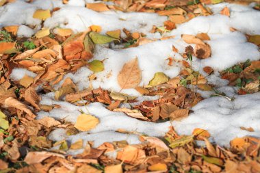 İlk kar yeşil çimenlerin üzerinde sonbahar