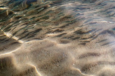 bir sürü küçük balık denizde yüzmek