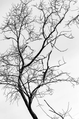 Beyaz arkaplanda ağaç dalları silueti
