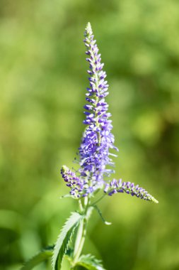 Mor Pickerelweed Pontederia kordata
