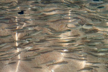 bir sürü küçük balık denizde yüzmek