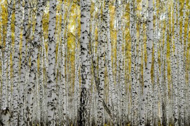 Sarı huş ağacı orman, geç sonbaharda