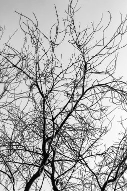 Beyaz arkaplanda ağaç dalları silueti