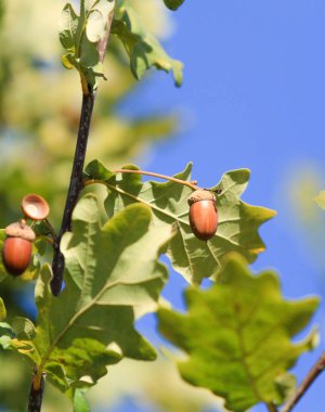 meşe palamudu ağacı manzara