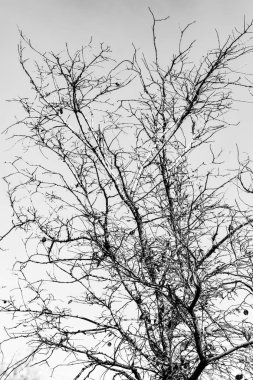 Beyaz arkaplanda ağaç dalları silueti